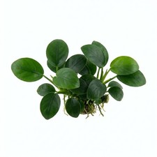 Anubias Nana Petite Bare Root Live Plant Buy 2 Get 1 Free