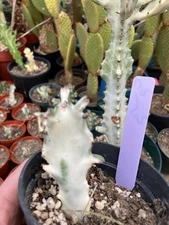 Euphorbia Dragon Tree Bones 2.5"Tall #217PU Cactus/Succulent This Plant