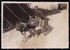 Pavia Gropello Cairoli Cascina Morgarolo Carretto Cane FG Foto cartolina ZG6139