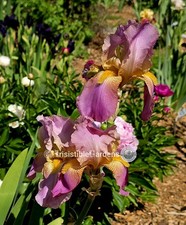 Melanie~ Tall Bearded 37"TB Beautiful Balanced Blooms (1) Iris Rhizome