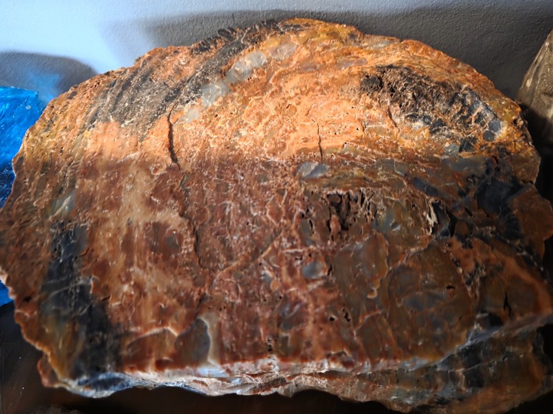 petrified wood specimen apx. 40lbs