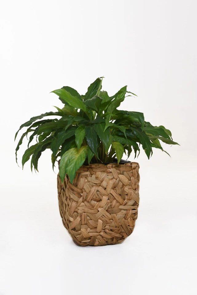 VIVANNO Pflanzkübel Pflanzgefäß Blumentopf Wasserhyazinthe WILD 50/40/30 Natur - Bild 2 von 4