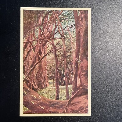 Bosque De Arrayanes Lagos del Sud Republica Argentina Vintage Postcard