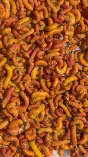 Live Butter Worms Alive Trout Fishing Bait - Living Fish & Pet Food Butterworms - Video 1 of 1