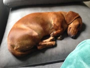 Dachshund In Murwillumbah 2484 Nsw Dogs Puppies Gumtree
