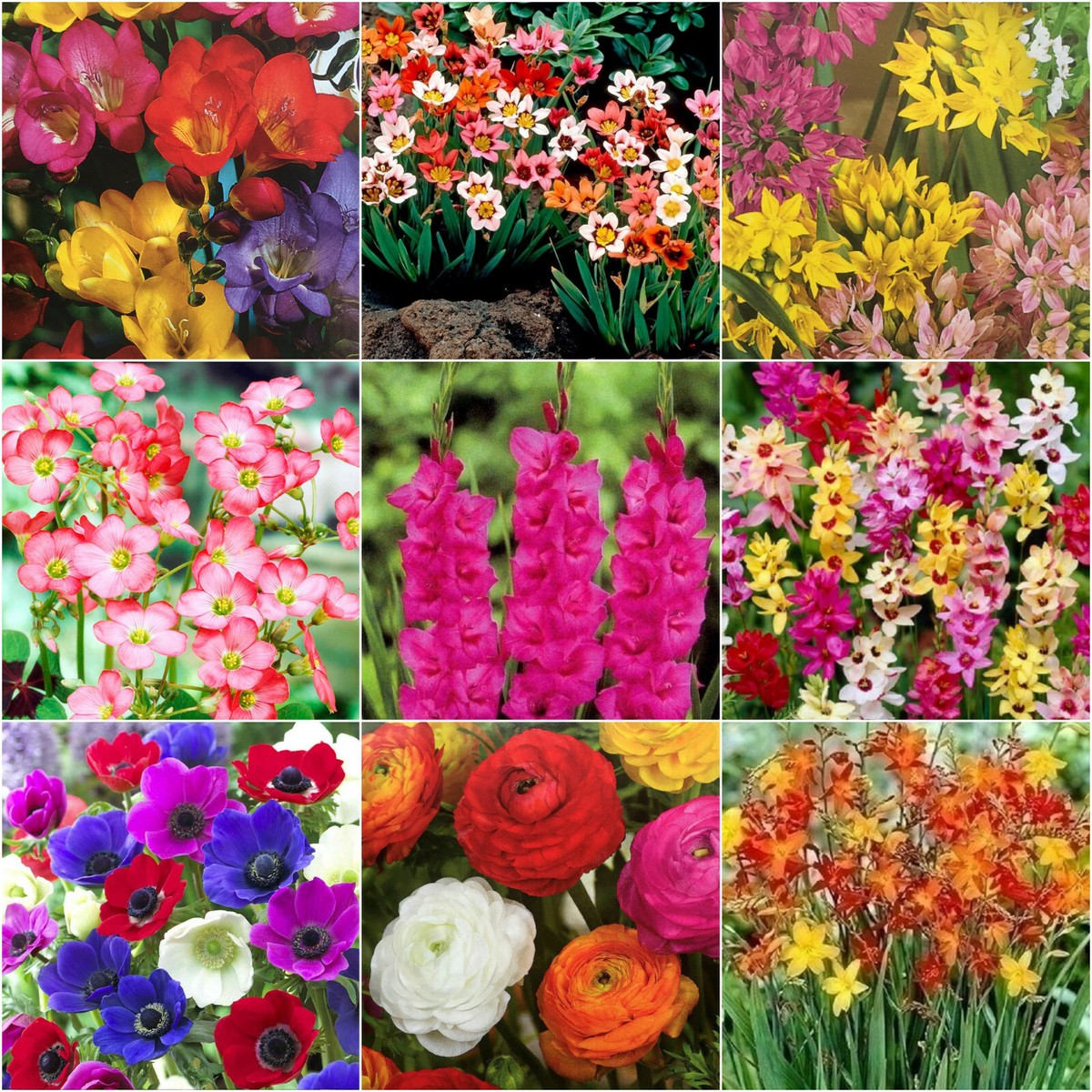 Spring Summer Flowers To Plant