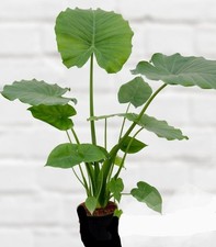 12pc TWELVE Live Plants, 6 - 14+ inch Colocasia Elephant Ear Taro Houseplant