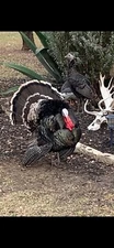 True Rio Grande Turkey Feathers FREE SHIPPING