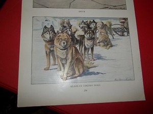 Louis A Fuertes American Eskimo bookplate from 1919 National Geographic Mag