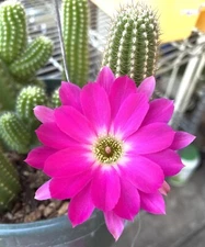 SURPRIZE Chamaecereus European Hybrid Rooted Pups Peanut Cactus