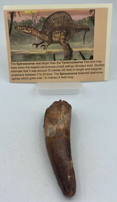 Spinosaurus Teeth Dinosaur F0SSIL Before T Rex Cretaceous K564
