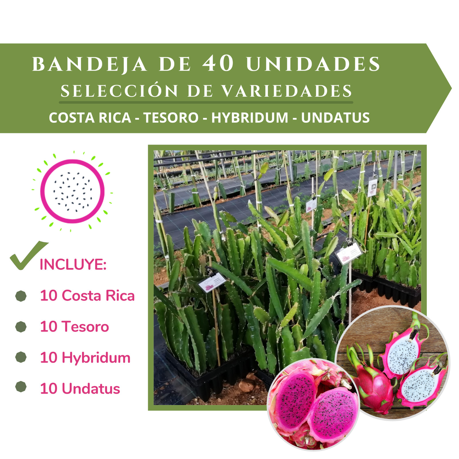 OFERTA!! PLANTAS ESQUEJES ENRAIZADOS DE PITAYA. Bandeja mix de 40 unidades.
