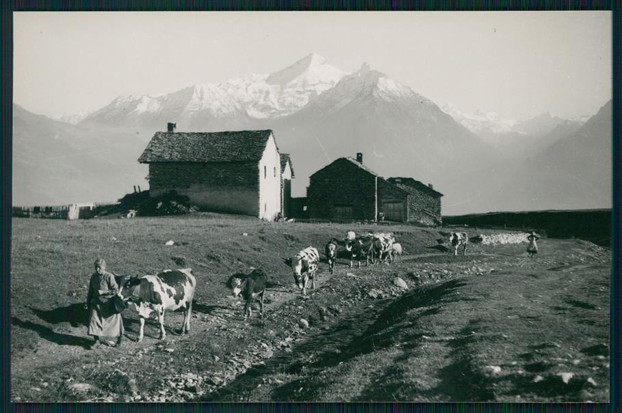 Aosta Saint Nicolas Mucche Foto FG cartolina MZ4481