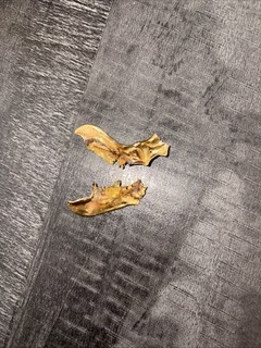 or dentaire/ Ancien Éléments De Dentier