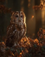 Owl Wildlife Portrait Wall Art 8x10 Bird Print Decor - 260330197