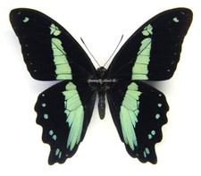 Unmounted Butterfly/Papilionidae - Papilio pulchra sauce, male, CAR, A-