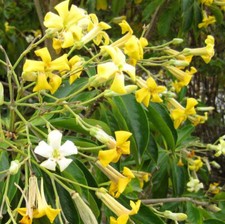Hymenosporum Flavum - 10 Seeds - Australian Frangipani Tree