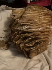 fossilized tooth Large Extint Mammal Need Sold Now