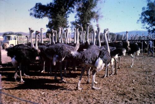 35mm Colour Slide- Ostrich Farm Highgate South Africa  1971 - Afbeelding 1 van 1