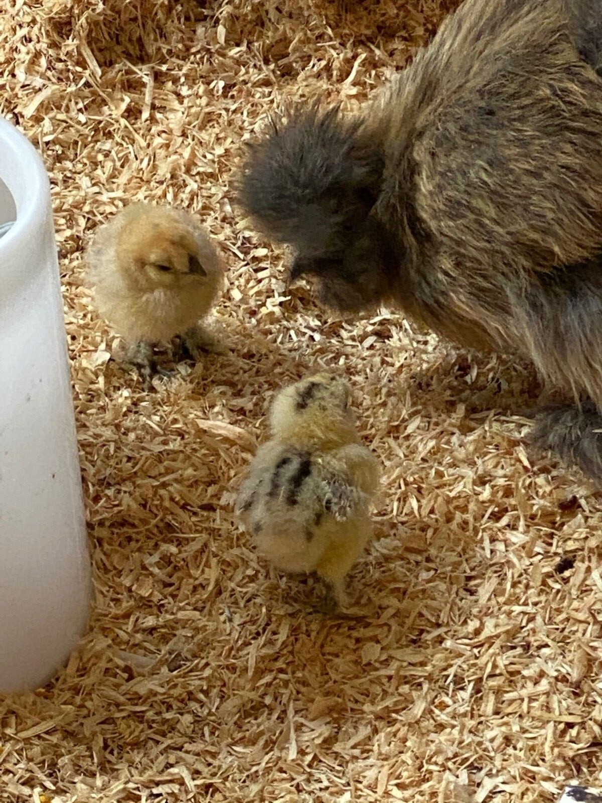 12 silkie hatching eggs , buff, lavender, partridge, white, and paint