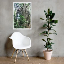 Poster tree ql colour