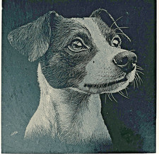 slate coaster set of 4 jack Russel