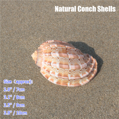 1PC Natural Conch Shells Aquarium Sea Snail Fish Tank Ornament Landscape Gift