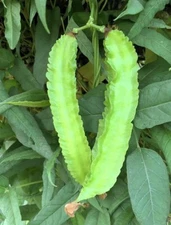 Set 2 Winged Bean Plants in a 4in Pot - 5in Tall - Live Vegetable Plant