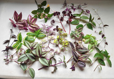 Tradescantia & Callisia Double Plant Cuttings Box – 2 of Each Variety 10 or 20