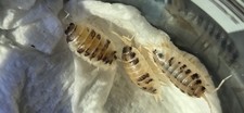 Dairy Cow Isopods For Cleanup Or Feeders. Bioactive Enclosures, Reptile Feeders