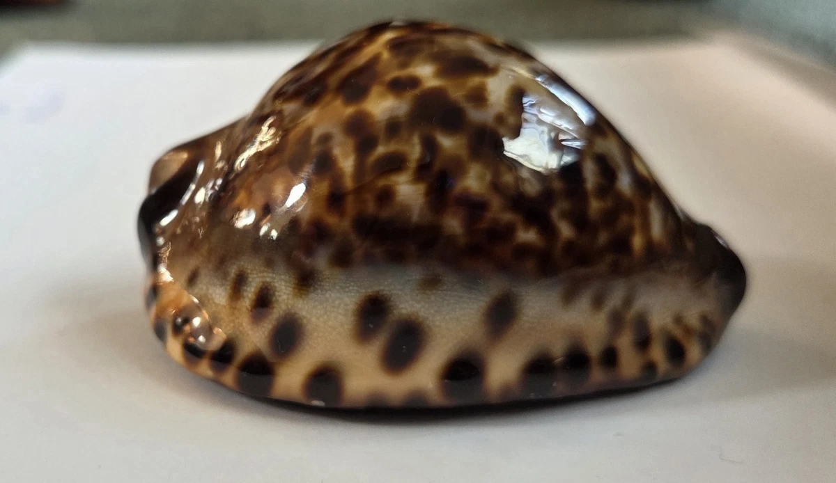 贝壳收藏品| eBay
