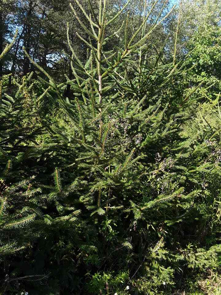 Big Norway Spruce Trees – 5 To 10 Feet Tall, Fast Growing, Fresh Dug, Local Pickup Only