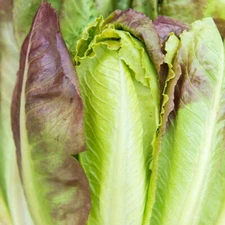 Cimmaron, Cos Variety Romaine Lettuce Seeds, NON-GMO, Burgundy Red, FREE SHIP