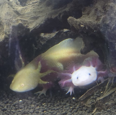 #ad 5 Fertile Axolotl Eggs 🥚 Not A Pre sale Shipping Now 📦 $20.00