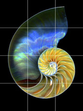 nautilus shell seashells ocean beach sea ceramic tile mural backsplash