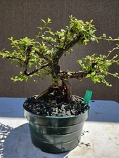 Old Rockspray  Cotoneaster  Bonsai Tree,,,, sale 