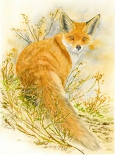 Red Fox Watercolour Wildlife Wall Art Print from an Original Watercolour 