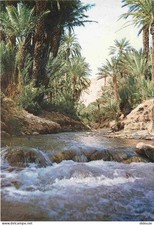 Postcard - Morocco - Todgha Valley - CPM - New Card - See Scans Straight-