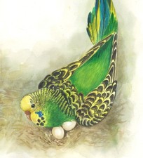 Acquerello parrocchetti ondulati ✿ pappagalli uccelli nido uova immagine acquerello budgerigars