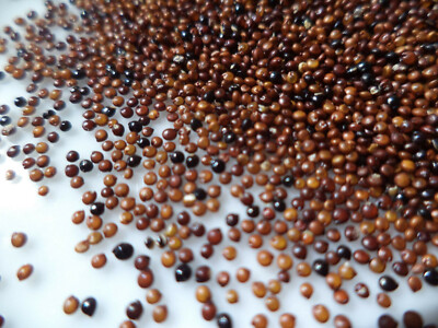 Organic Kaniwa (Baby Quinoa) 18 pounds (2 - 9 Lb bags) Bulk Pricing