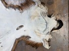 Antelope cape lifesize deer elk skin taxidermy art craft fur oddity — photo 5