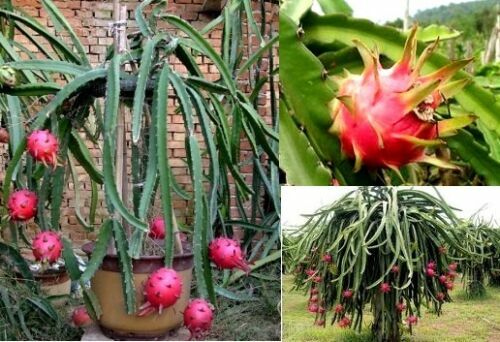 gymnocalycium Gymnocalycium mihanovichii friedrichii