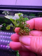 Anubias Nana Pinto Rare Live Aquarium Plant Rare Live Aquarium Plant