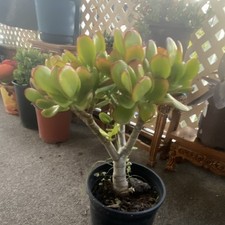 Jade Plant Crassula Succulent Green Broadleaf Potted Houseplant