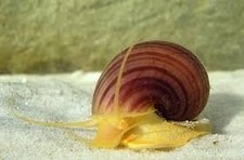 Mystery Snail Pomacea Bridgesii