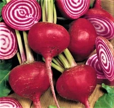  Crosby Egyptian Beet Seeds 100+ SEEDS NON-GMO --BUY 4 ITEMS FREE SHIPPING