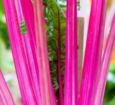 Pink Swiss Chard | Non-GMO | Heirloom | Fresh Garden Seeds