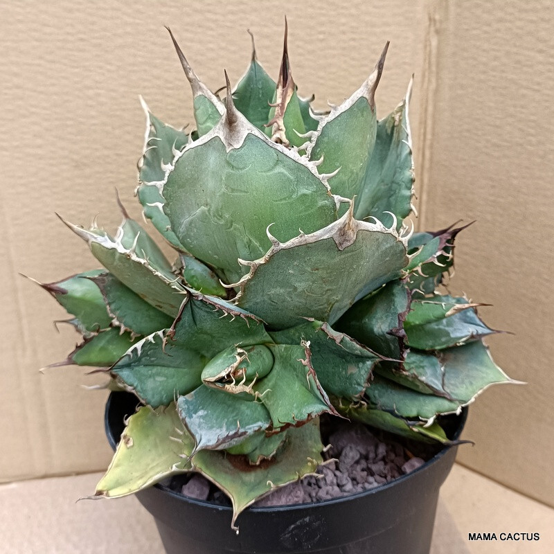 アガベ スナグルトゥース 葉挿し4頭！ 激レア！ - 千葉県の家具 