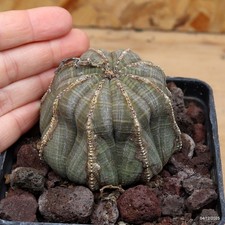 Euphorbia obesa Vaso 10 cm Cod.0412-9 V no ariocarpus