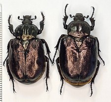 Cetoniinae for collectors | rare Protaetia, Osmoderma